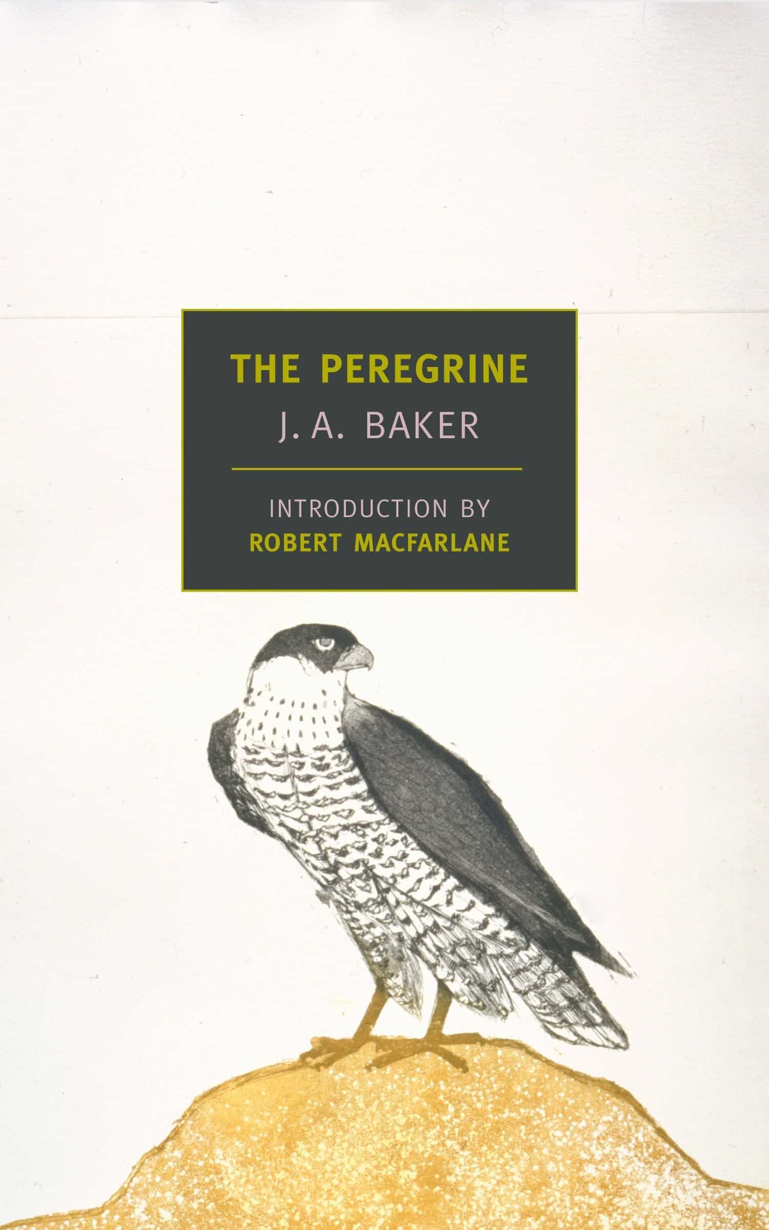 Book cover featuring a drawing a peregrine falcon.