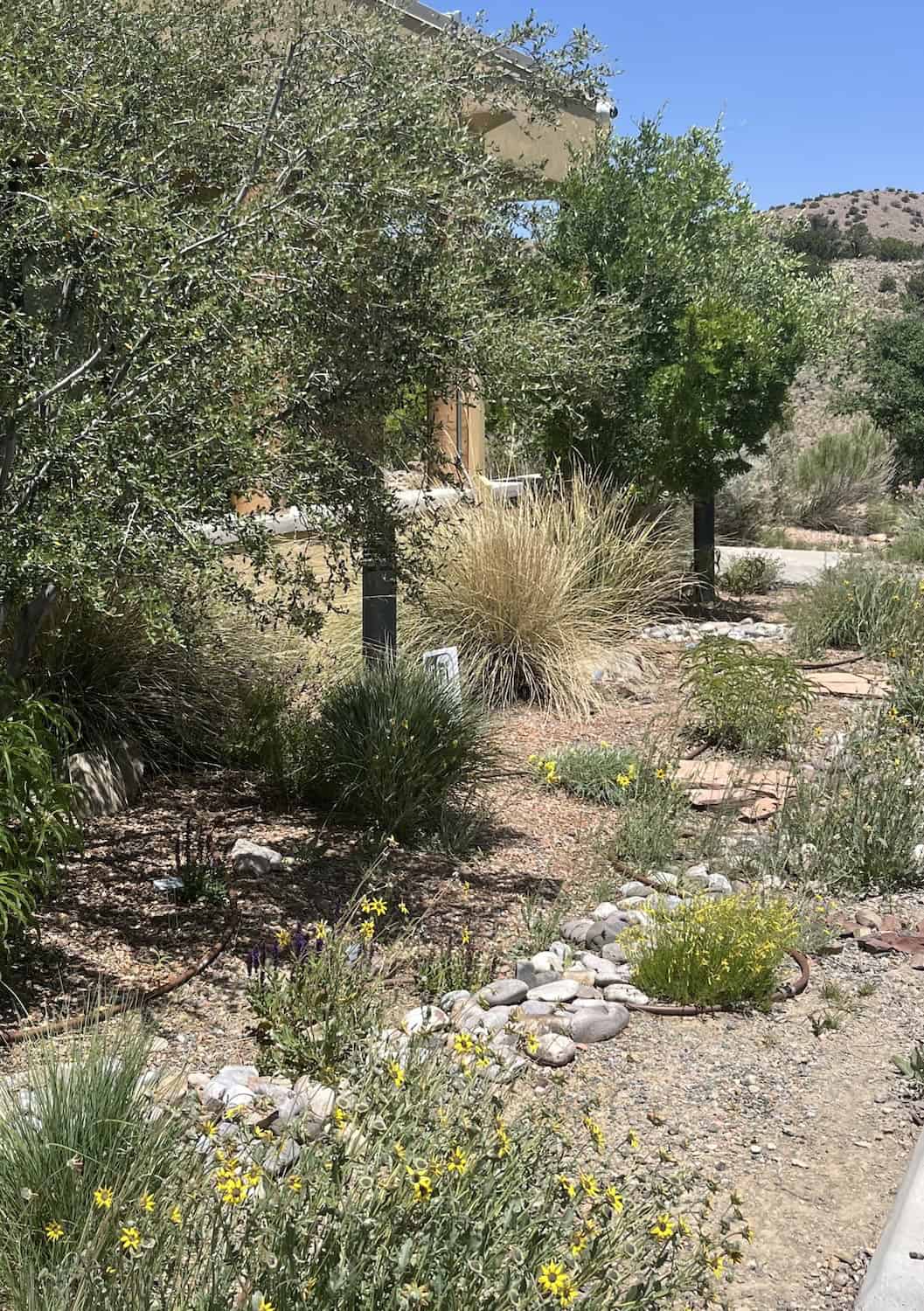 Dawn landscaping at Placitas Community Library